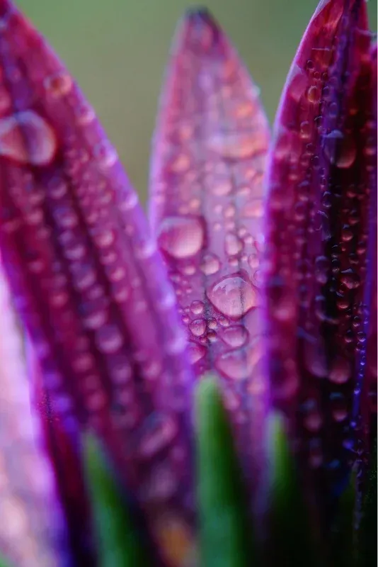 fleur