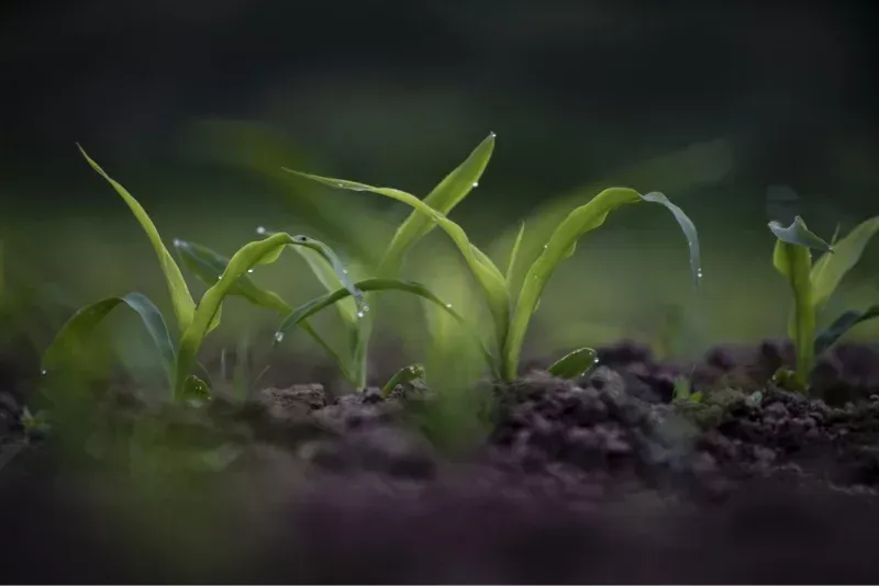 plante