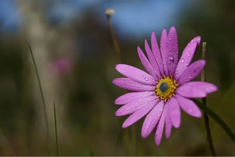 fleur